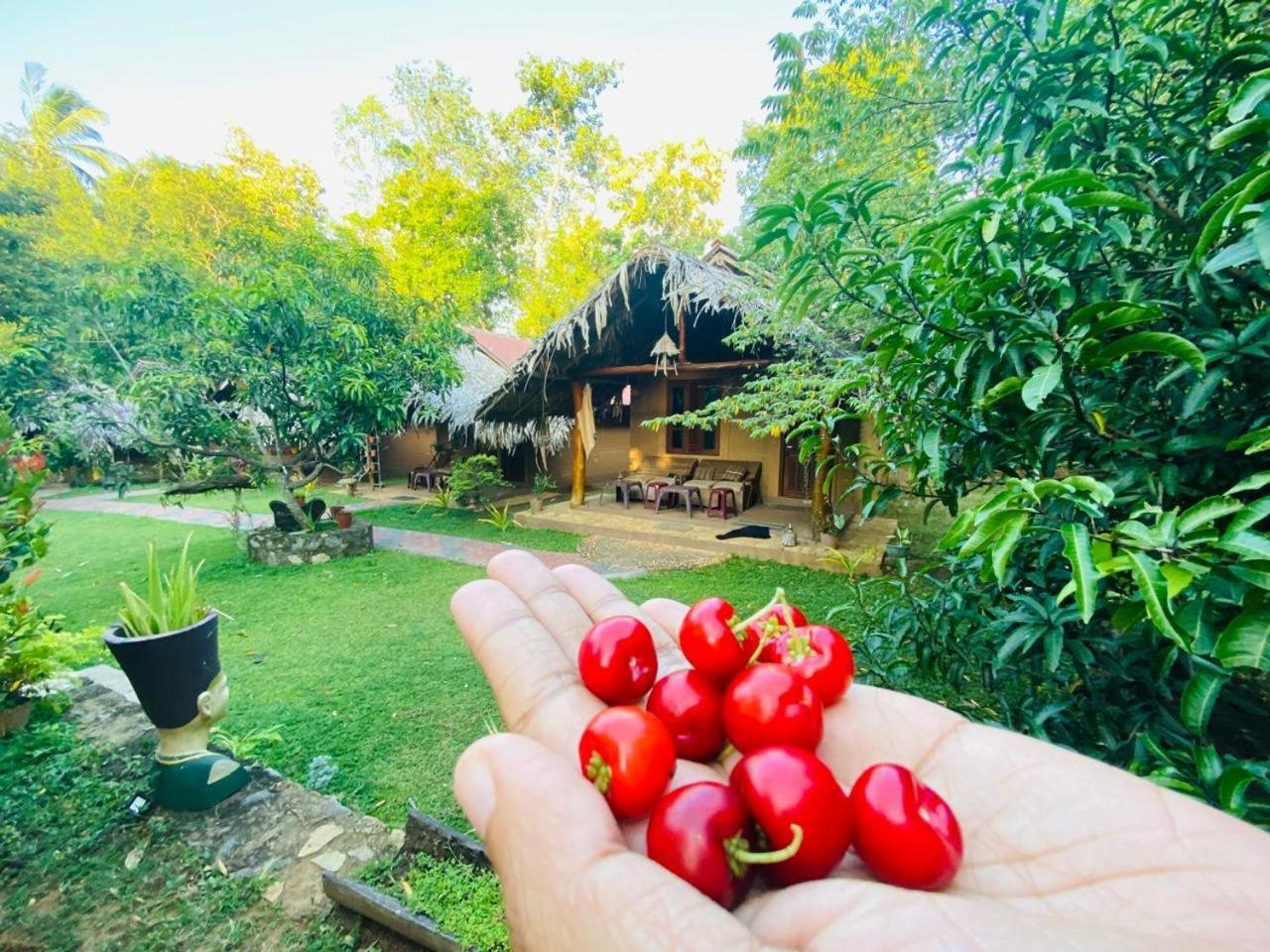 Hasthi Safari Cottage Удавалаве Екстер'єр фото